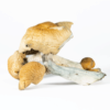 A-One Mushrooms - Hillbilly