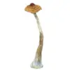 A-One Mushrooms - Brazilian