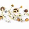 A-One Mushrooms - Creeper