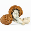 A-One Mushrooms - Golden Emperor