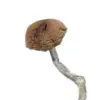 A-One Mushrooms - Mazatapec
