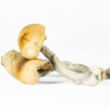 A-One Mushrooms - Steel Magnolia
