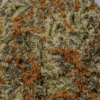 Peyote Cookies (AA+)